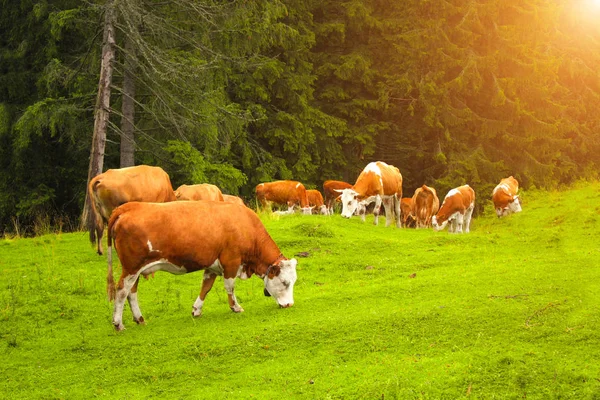 Vacas pastando em um prado de montanha, Cárpatos, Romênia — Fotografia de Stock