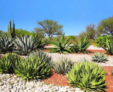 Bahçe kaktüsler, Agav'lar ve succulents, Tula de Allende, Meksika
