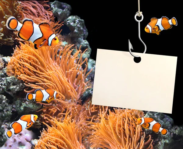 Clown fish and empty sheet of a paper on a fishing hook — Stock Photo, Image