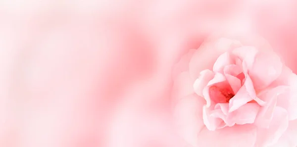 ピンクのバラとバナー — ストック写真