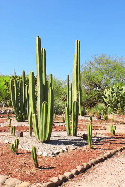 Bahçe kaktüsler ve succulents, Tula de Allende, Meksika