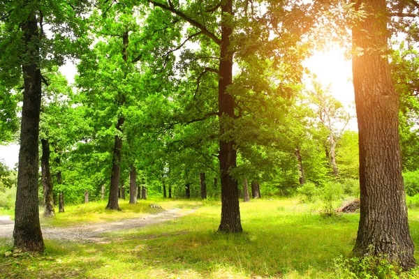 Пейзаж с дорогой в летнем дубовом лесу — стоковое фото