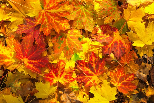Heldere herfst esdoorn bladeren — Stockfoto