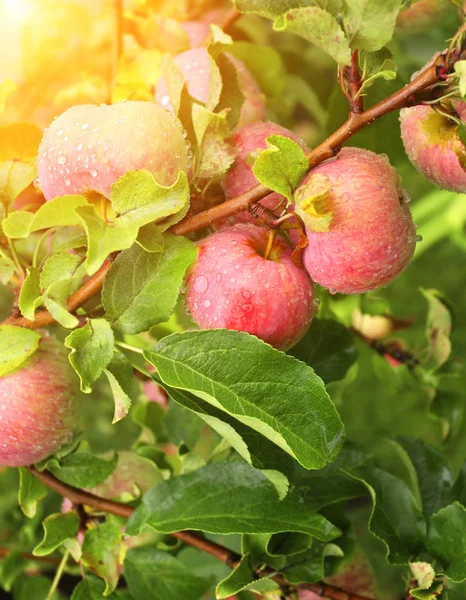 Raindrops on ripe red apples — Stock Photo, Image