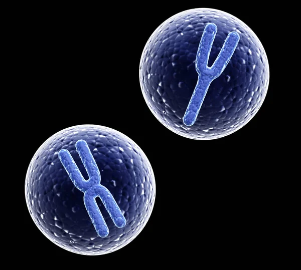 X i Y chromosomów w komórce — Zdjęcie stockowe