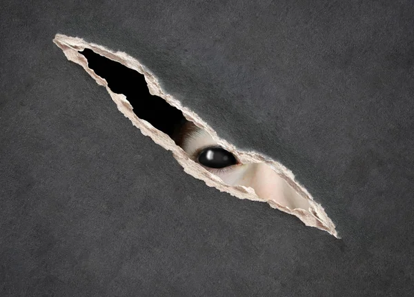 紙の穴のモンスターの目 — ストック写真