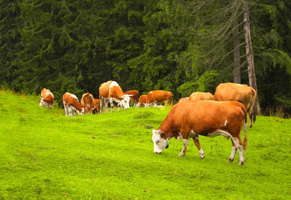 Cows grazing in a mountain meadow, Carpathians, Romania — Stock Photo, Image