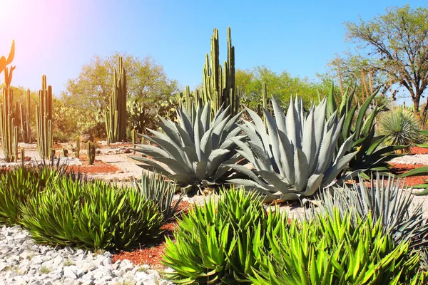 Jardin de cactus, agaves et plantes succulentes, Tula de Allende, Mexique — Photo