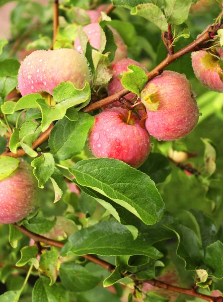 Raindrops on ripe red apples — Stock Photo, Image