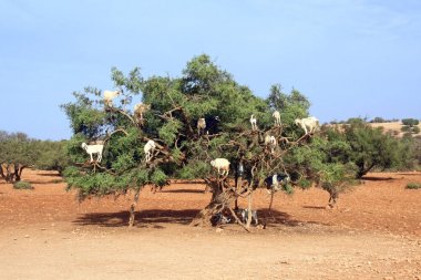 Keçi Fas argan ağacı üzerinde