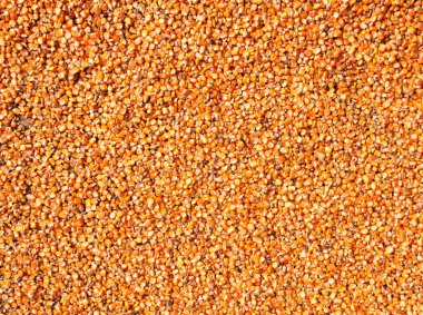 Olgun Mısır taneleri ile arka plan 