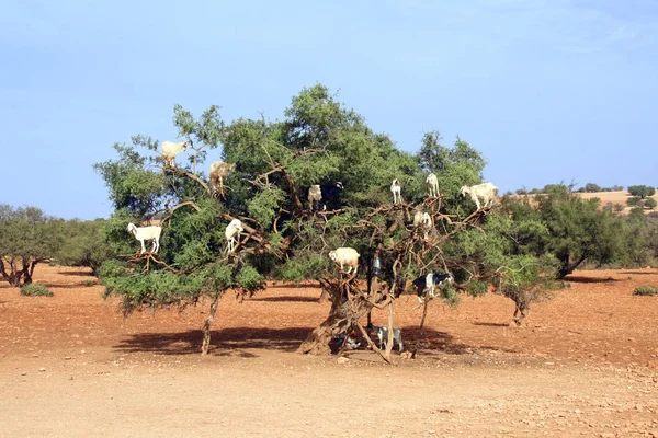 Cabras en el árbol de argán, Marruecos —  Fotos de Stock