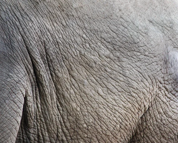 Textura da pele de elefante — Fotografia de Stock