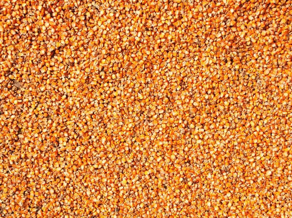 熟したトウモロコシ穀物と背景 — ストック写真