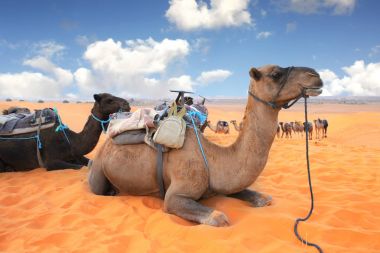 Sahra Çölü, Fas 'ta develer