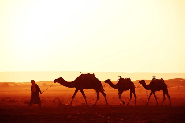 Caravana de camelos no deserto do Saara, Marrocos — Fotografia de Stock