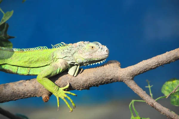 Un iguane vert reposant sur une branche d'arbre — Photo