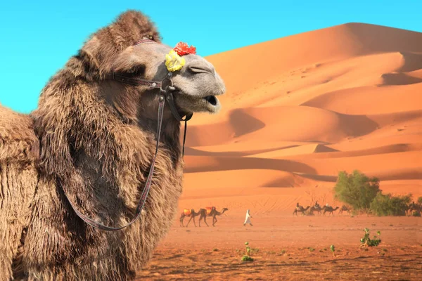 Chameaux dans le désert du Sahara, Maroc — Photo