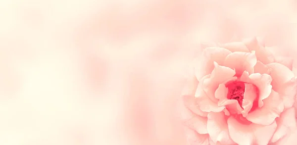 Banner mit rosa Rose — Stockfoto