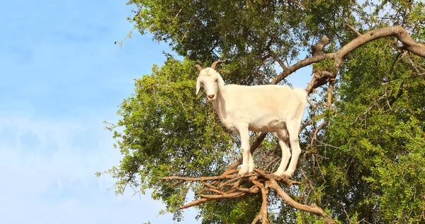 Cabra en el árbol de argán, Marruecos —  Fotos de Stock