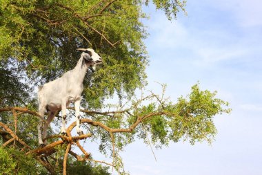 Keçi Fas argan ağacı üzerinde