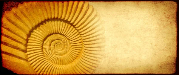 Fond grunge avec texture de papier et coquille d'ammonite — Photo