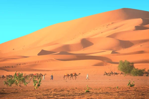 Kamelkarawane in der Sahara-Wüste, Marokko — Stockfoto