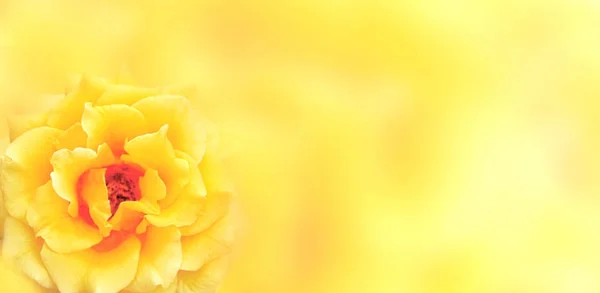 Banner with yellow rose — Stock Photo, Image