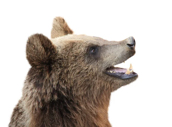 Brunbjörn (Ursus arctos)) — Stockfoto