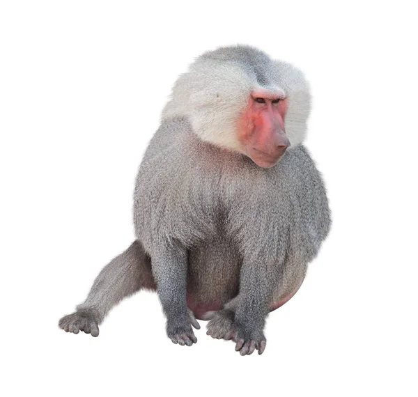 Erkek maymun hamadryad. Beyaz arka plan üzerinde izole — Stok fotoğraf