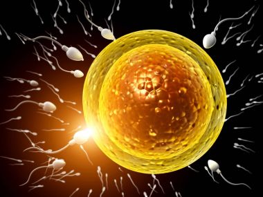spermatozoons, ovule için yüzer