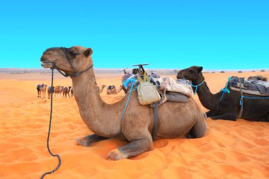Camels in Sahara desert, Morocco clipart