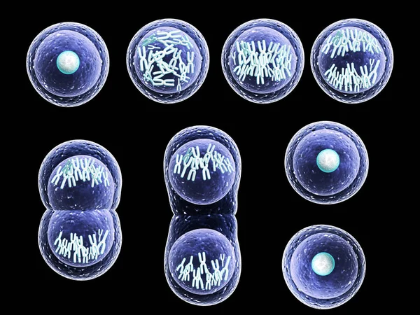 Процессное деление клетки — стоковое фото