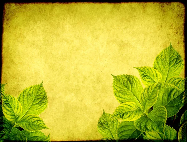 Grunge fond avec des feuilles d'hortensia — Photo