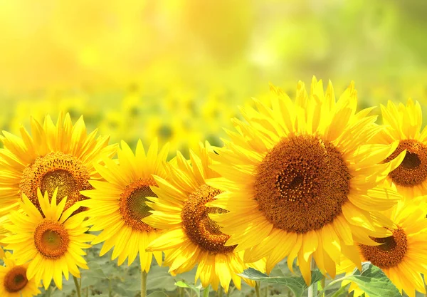 ब्लोअर सनी पार्श्वभूमीवर सूर्यफूल — स्टॉक फोटो, इमेज