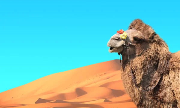 Camels in Sahara desert, Morocco — Stock Photo, Image