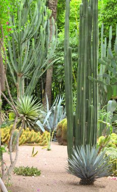 Kaktüsler ve succulents Jardin Majorelle Bahçe, Marrakech, Moro içinde