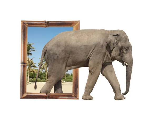 Elephant in bamboo frame with 3d effect — Stock Photo, Image