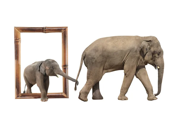 Семейство слонов в бамбуковой рамке с эффектом 3D — стоковое фото