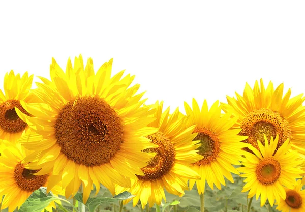 Bright yellow sunflowers — Stock Photo, Image