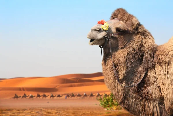 Cammelli nel deserto del Sahara, Marocco — Foto Stock