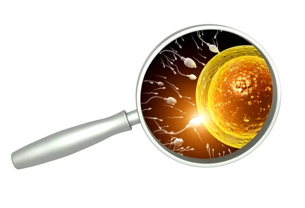 Magnifying glass and spermatozoons, floating to ovule — Stock Photo, Image