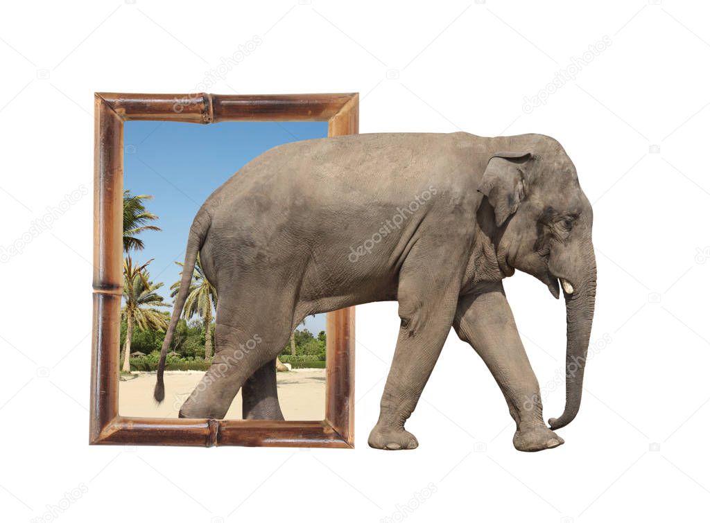 Elephant in bamboo frame with 3d effect