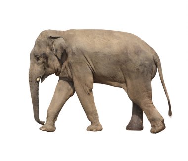 Yürüyen fil (Elephas maximus)