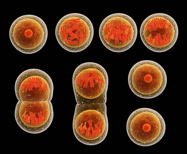 Prozessteilung von Zellen — Stockfoto