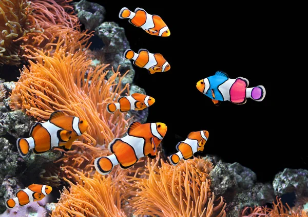 Flock of standard clownfish and one colorful fish — Stock Photo, Image