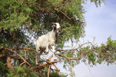 Keçi Fas argan ağacı üzerinde