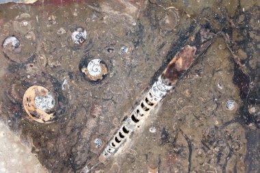 Fosil goniatites, Ammonit ve orthoceras taşlaşmış