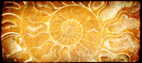 Fond avec texture de papier et coquille d'ammonite — Photo