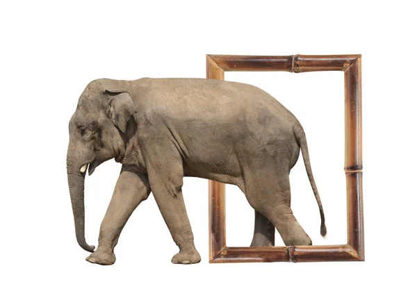 Elephant in bamboo frame with 3d effect — Stock Photo, Image